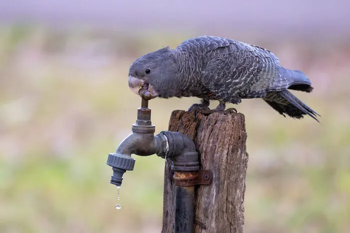 A grey parrot perched on an outdoor tap trying to drink a droplet of water, from stunning bird photos.