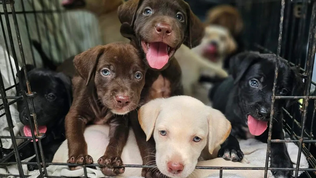 This Organization Shared Photos Of 50 Tiny Puppies Whose Lives Changed After They Were Rescued