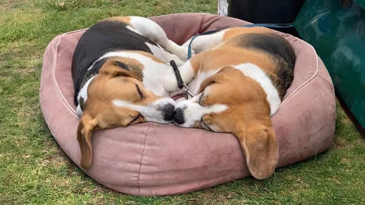 40 Puppies Caught In The Middle Of Their Sweetest Dreams, As Shared By This Page