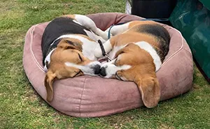 40 Puppies Caught In The Middle Of Their Sweetest Dreams, As Shared By This Page