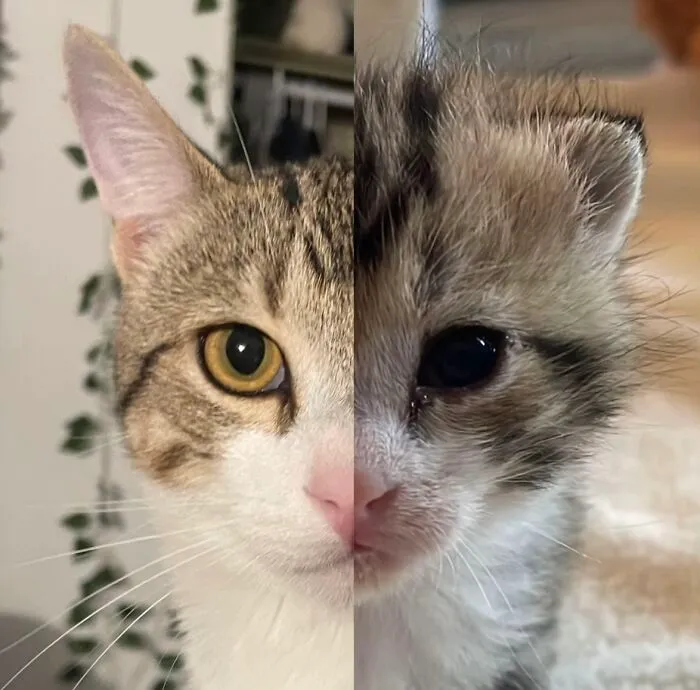 Side-by-side comparison of a cat as an adult and as a kitten, showing life stories with pets.