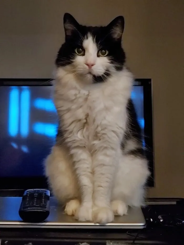 A fluffy black and white cat sitting gracefully on a laptop, showing a pet life story from a TikTok Trend.