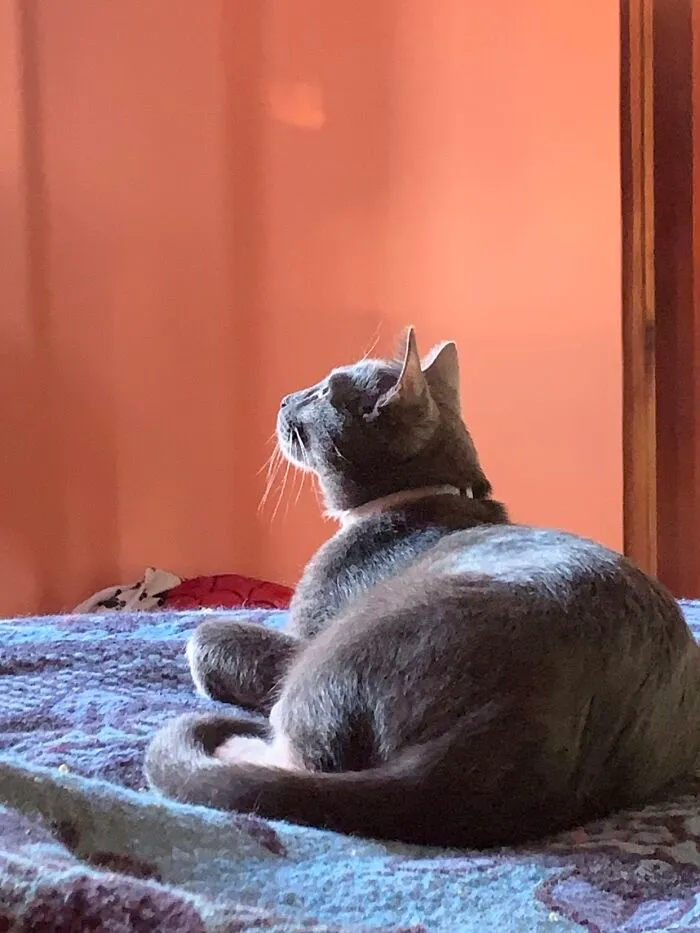 A gray cat looking up curious while resting on a bed, sharing beautiful life stories with pets