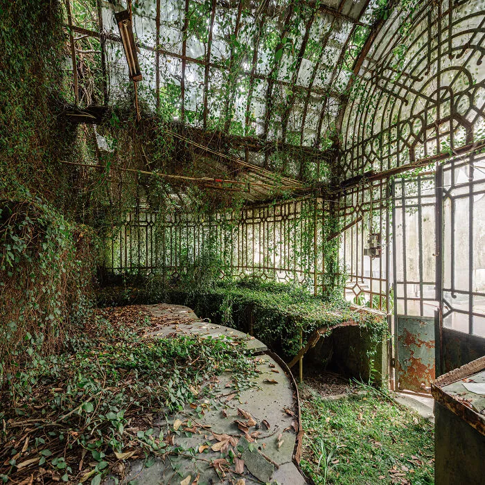 Overgrown green vines inside an old greenhouse showcasing the hidden beauty of buildings and spaces