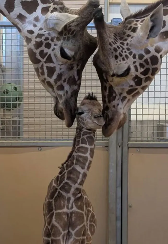 Proud Giraffe Parents Welcome Their New Baby To The World