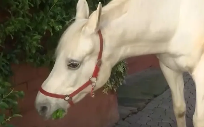 A Town's Most Beloved Horse