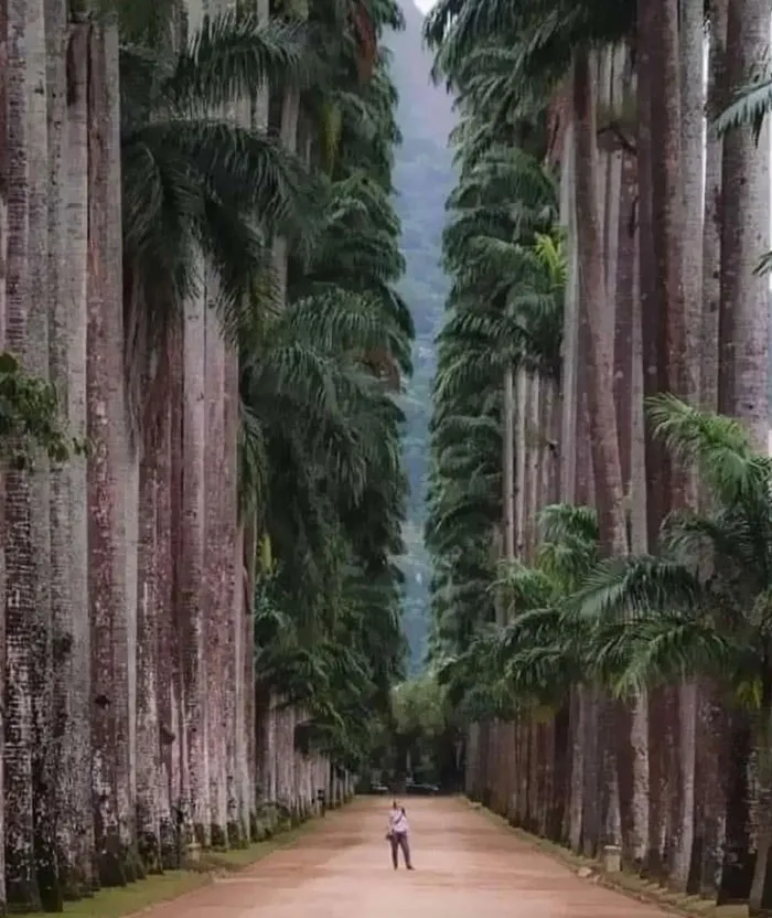 Botanical Park Of Rio De Janeiro Brazil. Founded In 1808, It Is Considered One Of The Most Important In The World