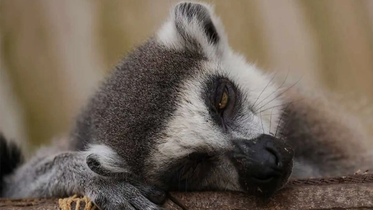 88 Amusing, Cute, And Incredibly Relatable Animal Memes To Make Your Day