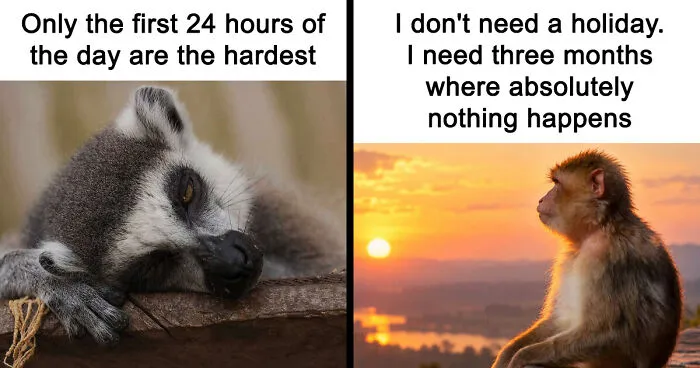 88 Amusing, Cute, And Incredibly Relatable Animal Memes To Make Your Day