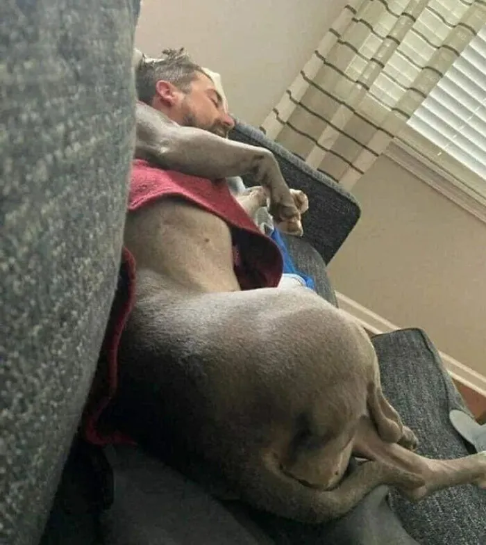 A perfectly confusing photo of a man sleeping on a couch blending seamlessly with a dog lying beside him