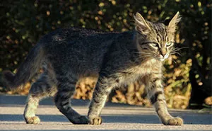 Ancient Chinese Cat Names Reveal How Poets, Emperors And Families Saw Their Cats