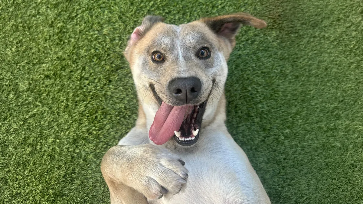 This Rescue Dog Was Scared And Shy In The Shelter, Now His Smile Is Melting Hearts Online
