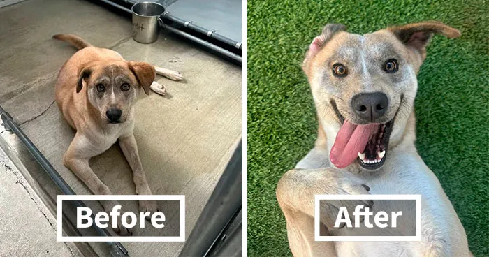 Rescue Dog’s Before-And-After Photos Prove A Second Chance Can Change Everything