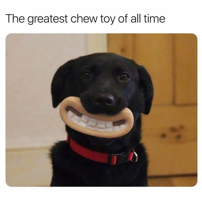 Hilarious animal memes feature a black labrador holding a toy mouth with giant human teeth.
