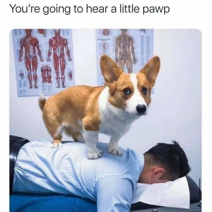 Hilarious animal memes depict a Corgi standing on a man's back acting as a funny chiropractor.