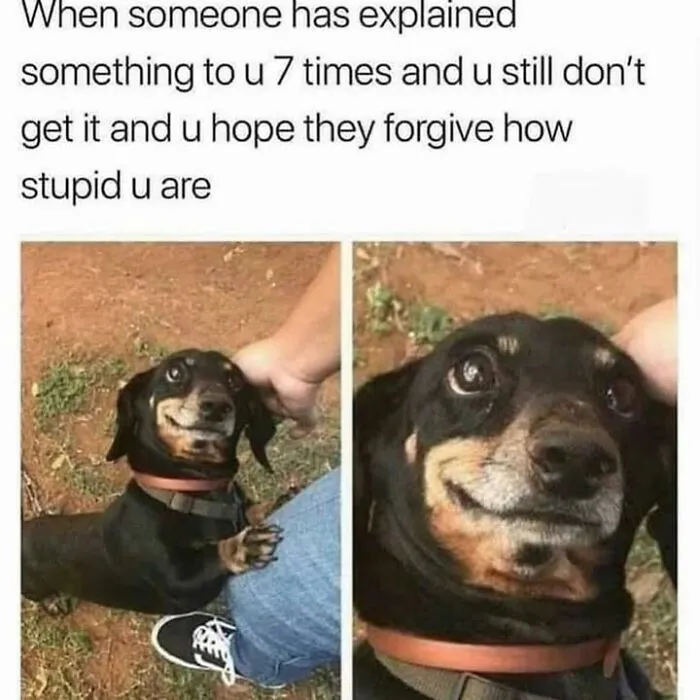 Hilarious animal memes show a dachshund giving a funny, nervous smile after failing to understand something.