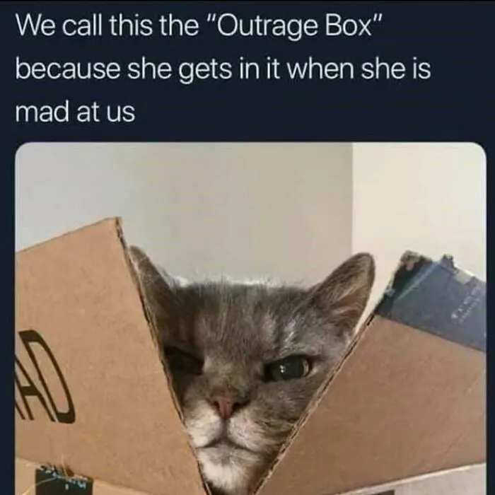 Hilarious animal memes show an angry cat staring from inside a cardboard box.