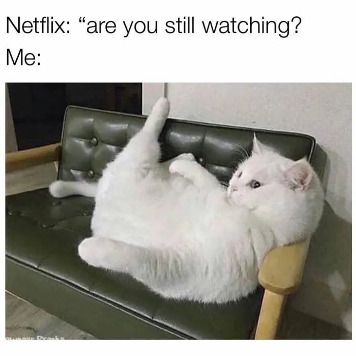 Hilarious animal memes show a white cat relaxing awkwardly on a couch.