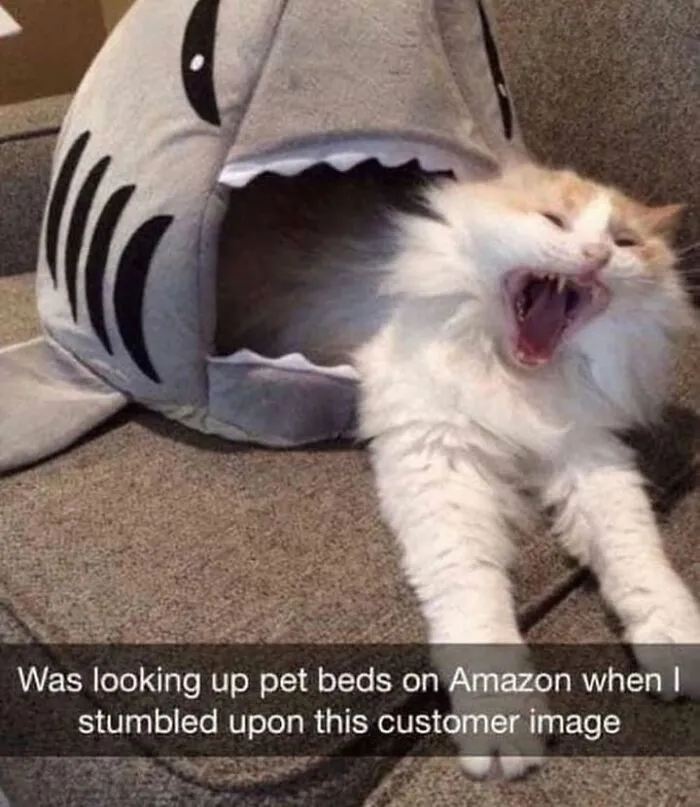 Hilarious animal memes show a fluffy cat screaming inside a shark-shaped pet bed.