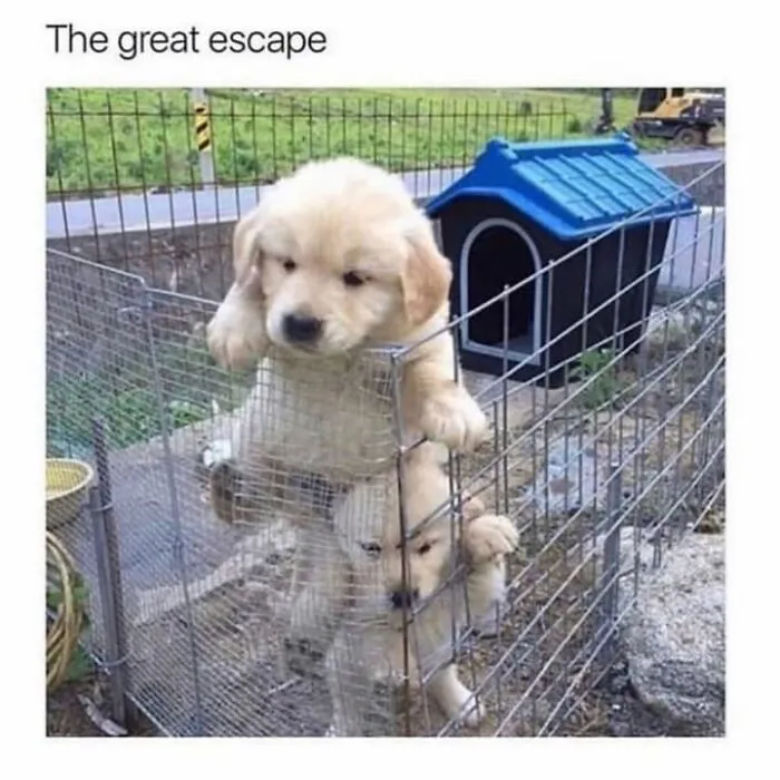 Hilarious animal memes feature a golden retriever puppy trying to escape from its pen.
