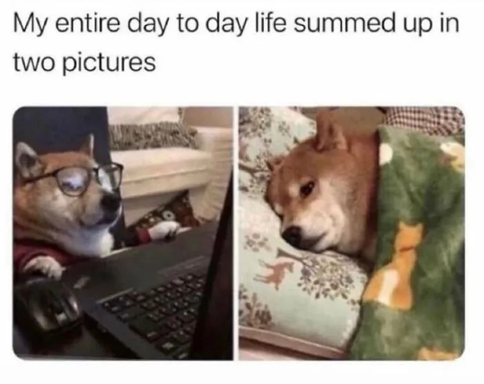 Side-by-side hilarious animal memes showing a Shiba Inu dog wearing glasses at a computer and sleeping in bed.