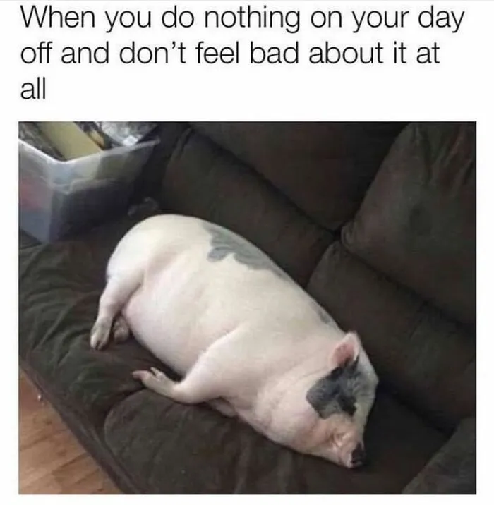 A pig sleeping peacefully on a dark brown couch in a hilarious animal meme about relaxing on a day off.