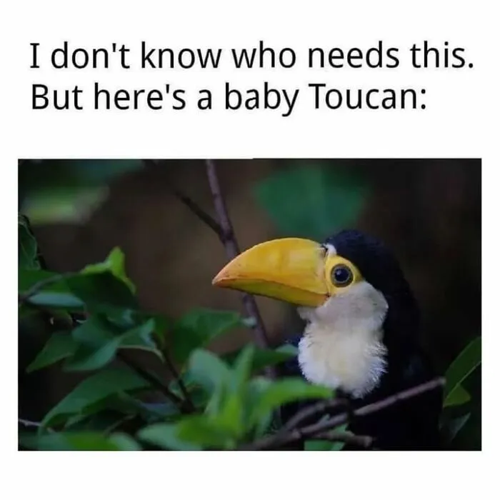 Hilarious animal memes featuring a cute baby toucan with a yellow beak in leafy branches