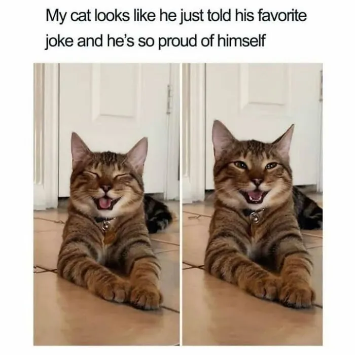Hilarious animal memes featuring a tabby cat sitting and smiling widely with eyes closed