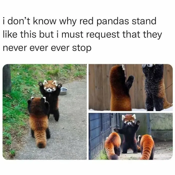 Hilarious animal memes featuring red pandas standing up on two legs