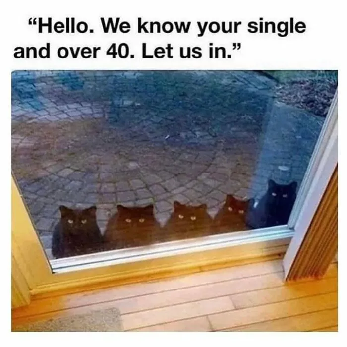 Hilarious animal memes showing five black cats sitting at a glass door looking inside
