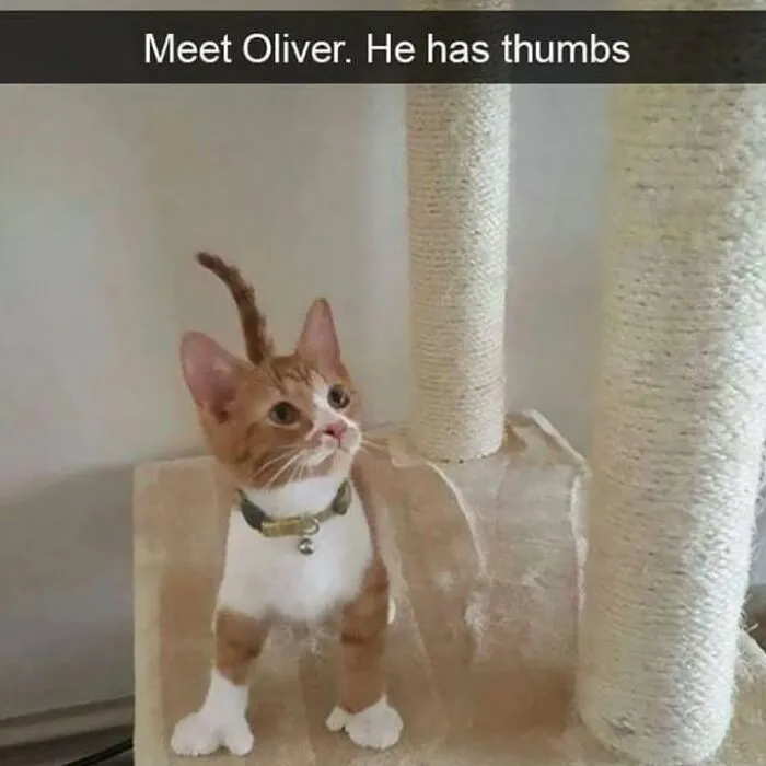 Hilarious animal memes showcase a ginger kitten named Oliver standing with polydactyl paws.