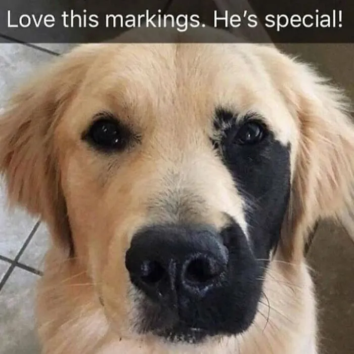 Hilarious animal memes display a golden retriever with unique black fur markings on its face.