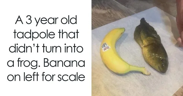 72 Funny Posts That Prove Americans Will Use Anything But The Metric System (New Pics)