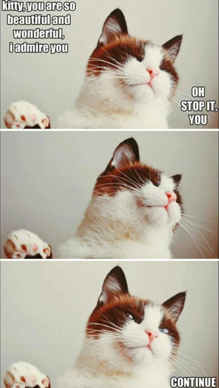 Cat receiving compliments with captions about admiration meme