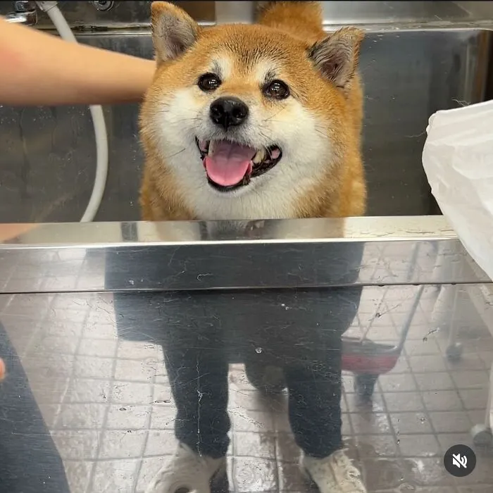 A happy dog standing at a shiny counter, creating a perfectly confusing photo with reflected human legs.