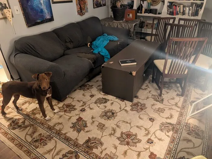 Brown dog in living room after causing trouble by messing up couch and pillows
