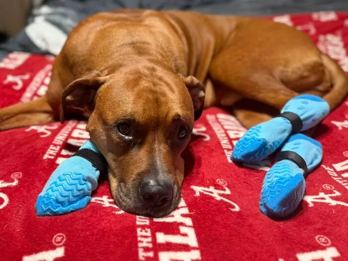 Brown dog wearing blue booties lies on a red blanket, highlighting the life stories shared in a viral TikTok trend.