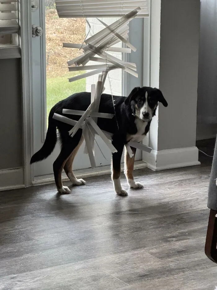 Black and white dog tangled in broken window blinds