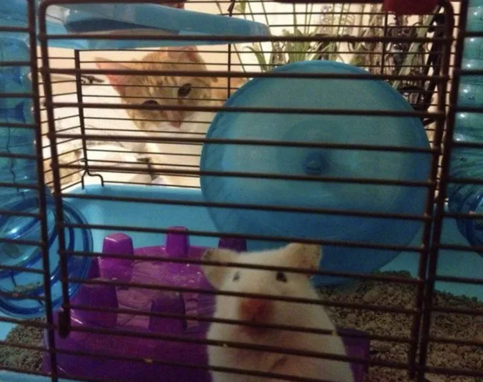 A curious cat in the background watching a hamster inside a cage.