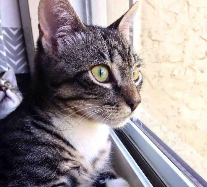 A second cat peeking from the background behind a cat looking out the window.
