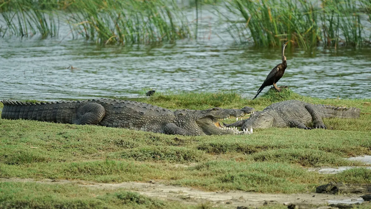 Villagers Tell A Legend Of Crocodiles That Came With The Rain And Saved Their Ancestors