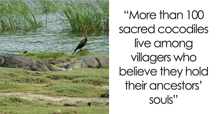 This Burkina Faso Village Shares Its Pond With Sacred Crocodiles Believed To Be Ancestors
