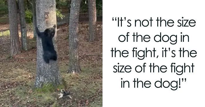 Tiny Yorkie Chases A Massive Bear Out Of His Backyard, And Netizens Can’t Believe Their Eyes