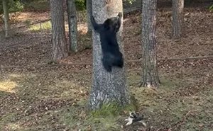 Tiny Yorkie Refuses To Back Down From A Bear In His Backyard, And The Internet Can’t Get Enough