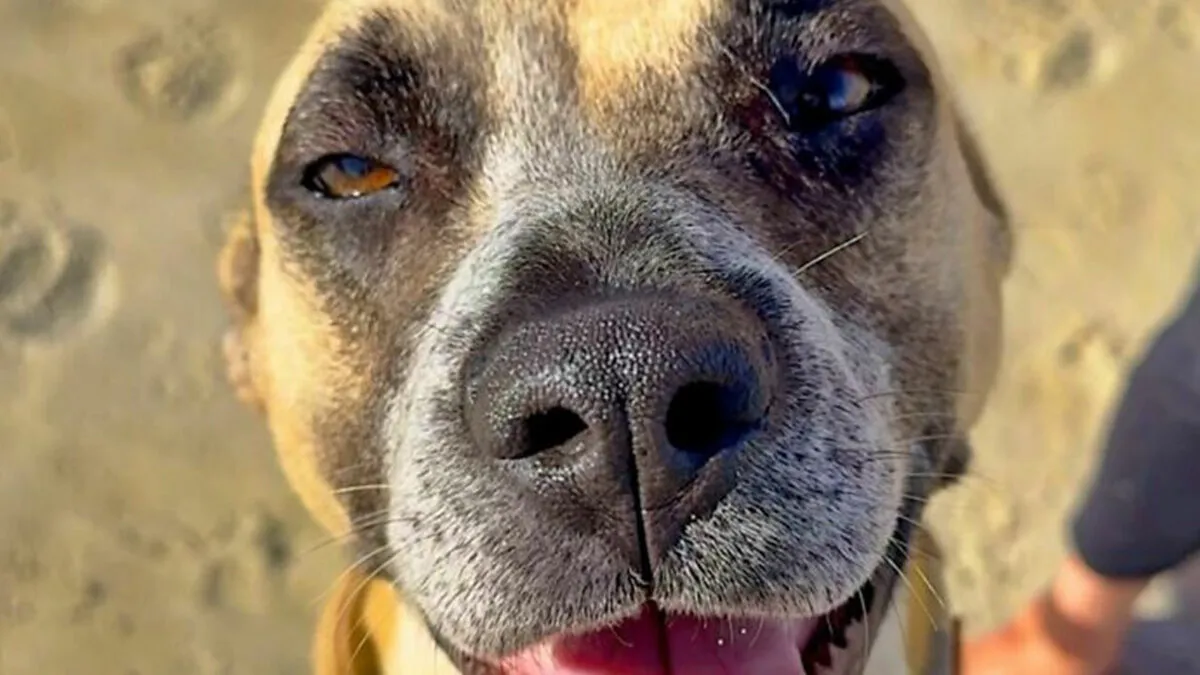 39 Rescue Dogs Who Look Completely Different After Getting A Second Chance, Shared By An Animal Rescue