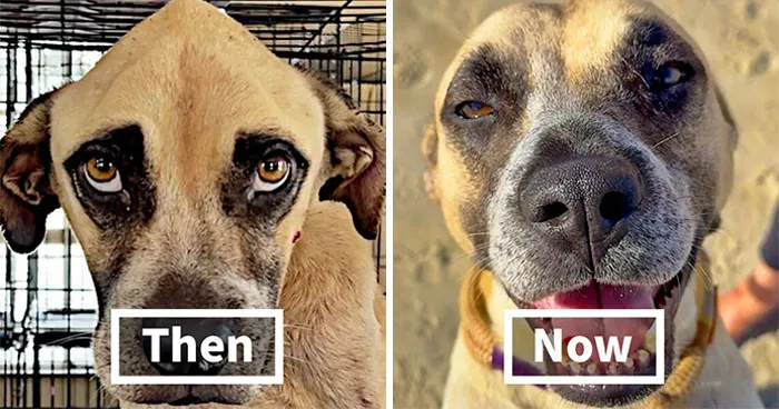 39 Rescue Dogs Who Look Completely Different After Getting A Second Chance, Shared By An Animal Rescue