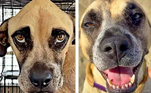 39 Rescue Dogs Who Look Completely Different After Getting A Second Chance, Shared By An Animal Rescue