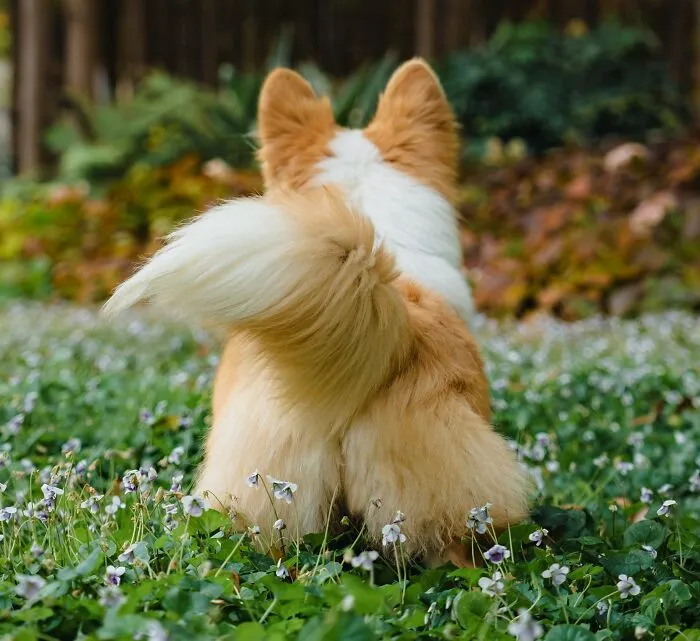 Back view of a fluffy Corgi dog standing in a grassy flower field representing intelligent insults.