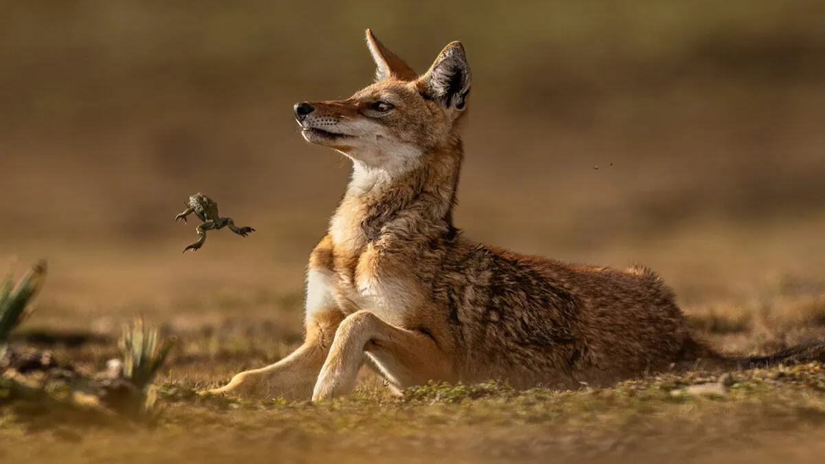 45 Incredible Wildlife Photos That Won Over The Judges Of The 2026 Siena Photo Awards