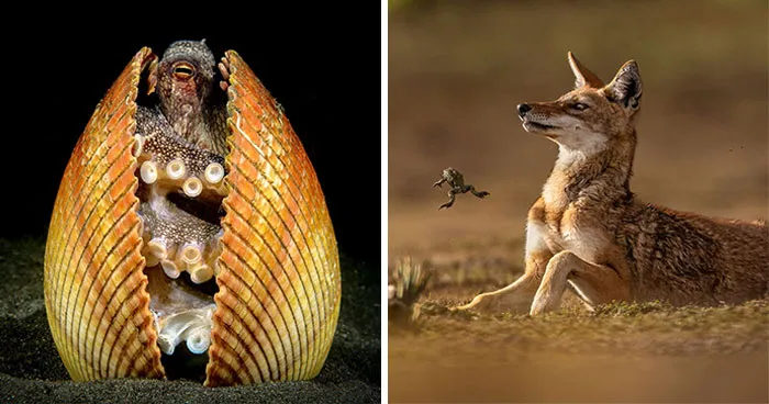 45 Award-Winning Wildlife Photos That Reveal The Beauty Of Our Natural World